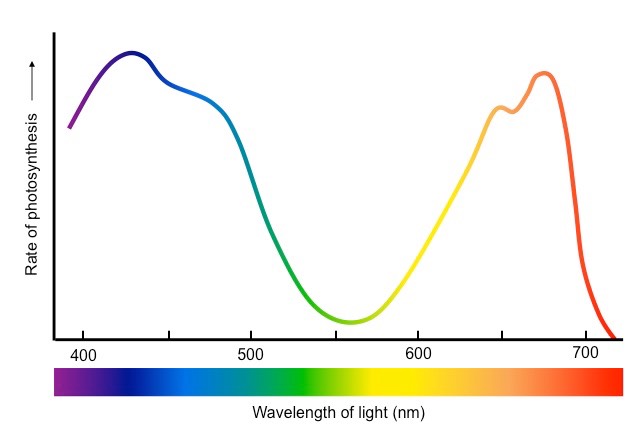 <p>Similar to Absorption Spectrum with peak in blue and red and trough in green. Some green light is still used in photosynthesis due to accessory pigments.</p>