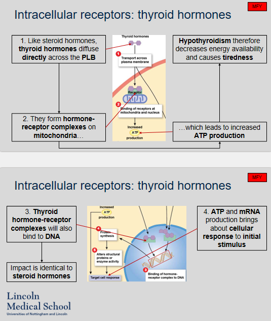 <ol><li><p>Similar to steroid hormones, thyroid hormones diffuse directly across the plasma membrane (PLB).</p></li><li><p>When thyroid hormones form hormone-receptor complexes on mitochondria, it leads to increased ATP production.</p></li><li><p>Hypothyroidism decreases energy availability due to decreased production of ATP, leading to tiredness.</p></li><li><p>When thyroid hormone-receptor complexes bind to DNA, the impact is similar to steroid hormones, resulting in altered mRNA transcription.</p></li><li><p>ATP and mRNA production brings about cellular response to the initial stimulus.</p></li></ol>