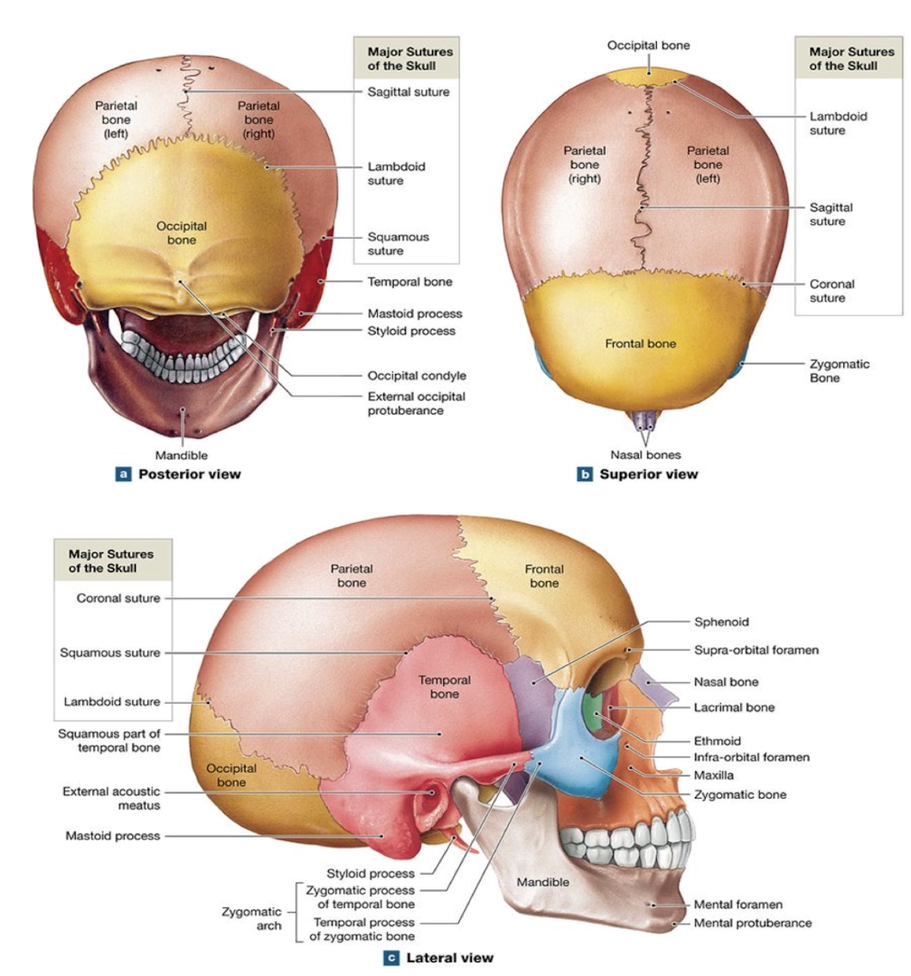 <p>Suture</p>