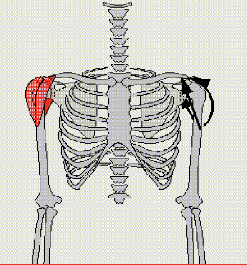 <p>Should flexion, Abduction arm, and Extension arm</p><p>Antagonist: Pectoralis Major and Latissimus Dorsi</p>