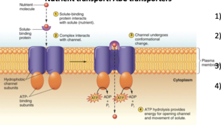 <p>ATP binds to these proteins to transport materials across a membrane</p><ol><li><p>Binding protein grabs the solute of interest outside the cell</p></li><li><p>Binding protein delivers the solute to the ABC transporter</p></li><li><p>Transporter changes shape and opens a channel</p></li><li><p>ATP hydrolysis powers the opening/closing cycle</p></li></ol><p></p>