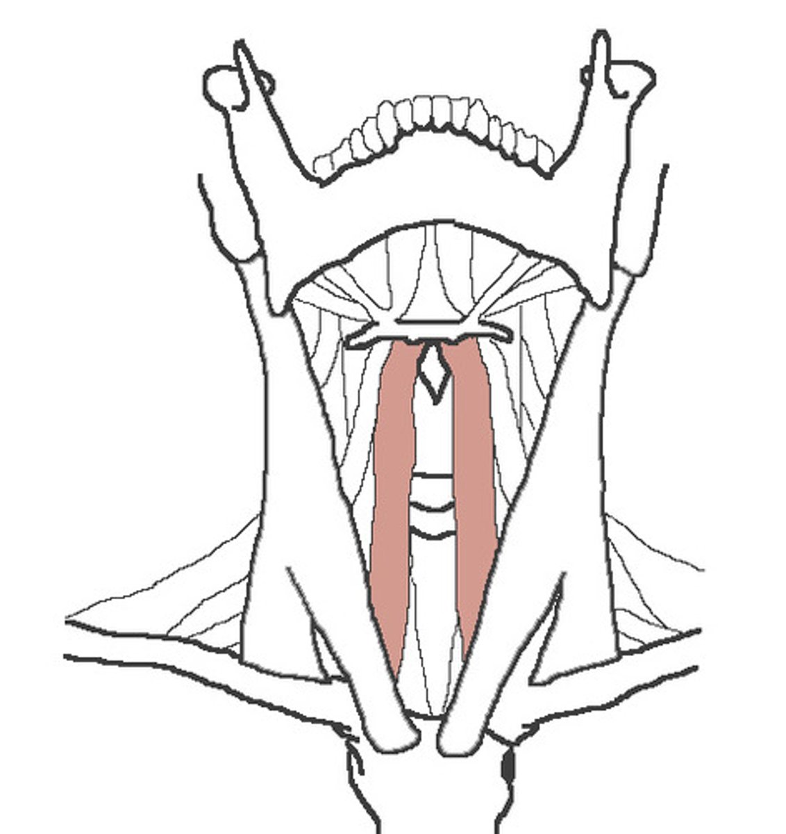 <p>Origin: Sternum</p><p>Insertion: Hyoid</p><p>Action: Hyoid depression</p>