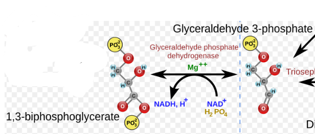 <p>Glyceraldehyde-3-phosphate dehydrogenase (GAPDH), 1,3-Bisphosphoglycerate (1,3-BPG), along with the reduction of NAD+ to NADH. </p>