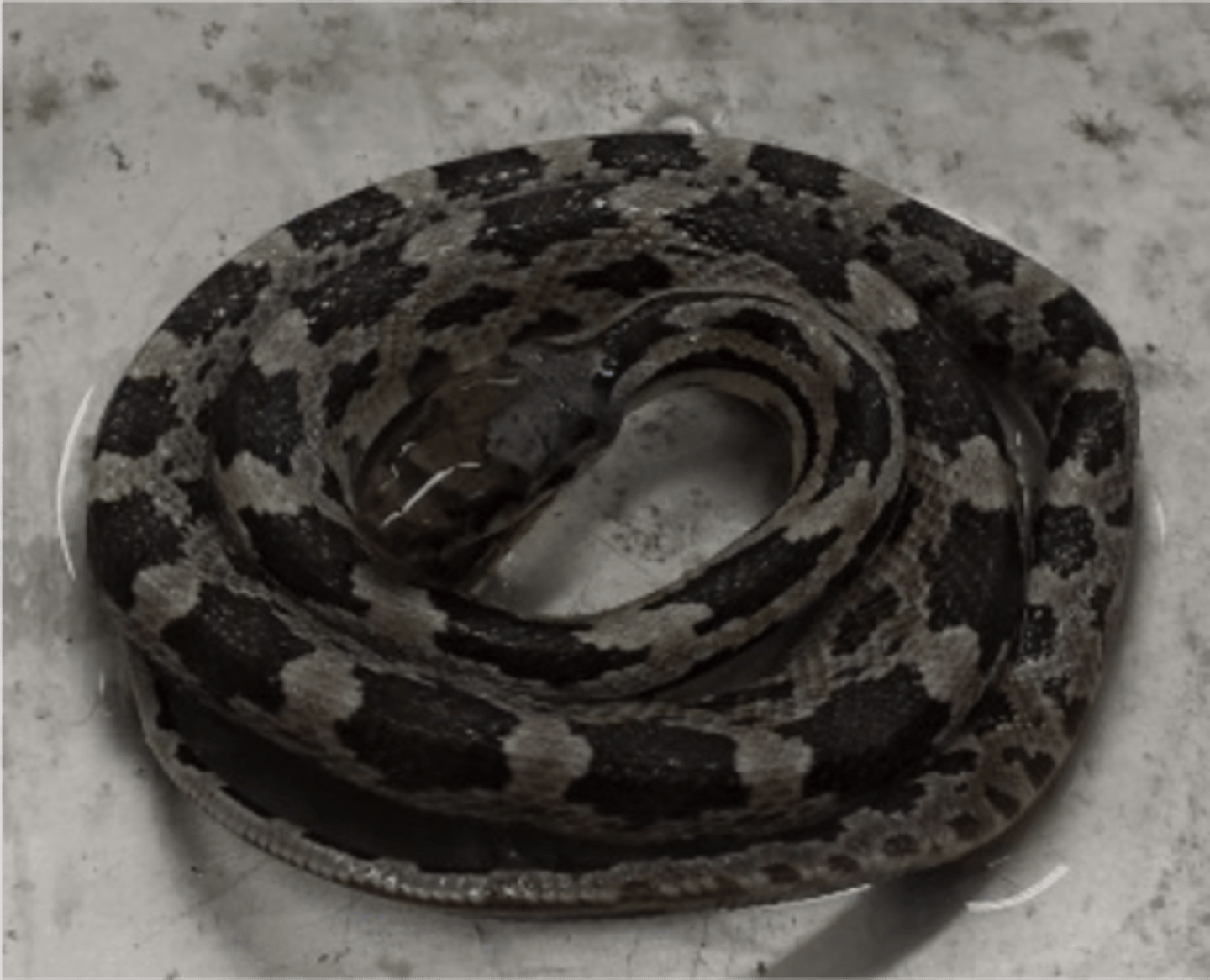 <p>Pantherophis spiloides</p><p>Order: Squamata</p><p>Family: Colubridae</p>