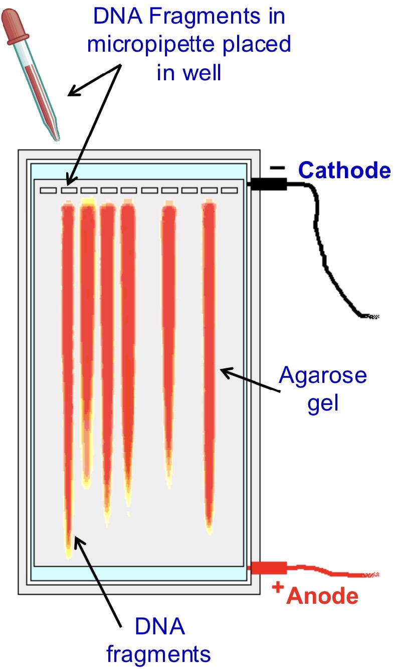 <ul><li><p><span>DNA fragments separated by <mark data-color="purple" style="background-color: purple; color: inherit;">gel electrophoresis</mark></span></p></li><li><p><span>loaded into a ‘well’ in <mark data-color="purple" style="background-color: purple; color: inherit;">agarose gel</mark> containing a buffering solution to maintain <mark data-color="purple" style="background-color: purple; color: inherit;">pH</mark></span></p></li><li><p><span>gel contains a <mark data-color="purple" style="background-color: purple; color: inherit;">dye</mark> which binds to DNA fragments</span></p><ul><li><p><span><mark data-color="purple" style="background-color: purple; color: inherit;">fluoresces</mark> when placed under <mark data-color="purple" style="background-color: purple; color: inherit;">UV</mark> light</span></p></li></ul></li></ul><p></p>