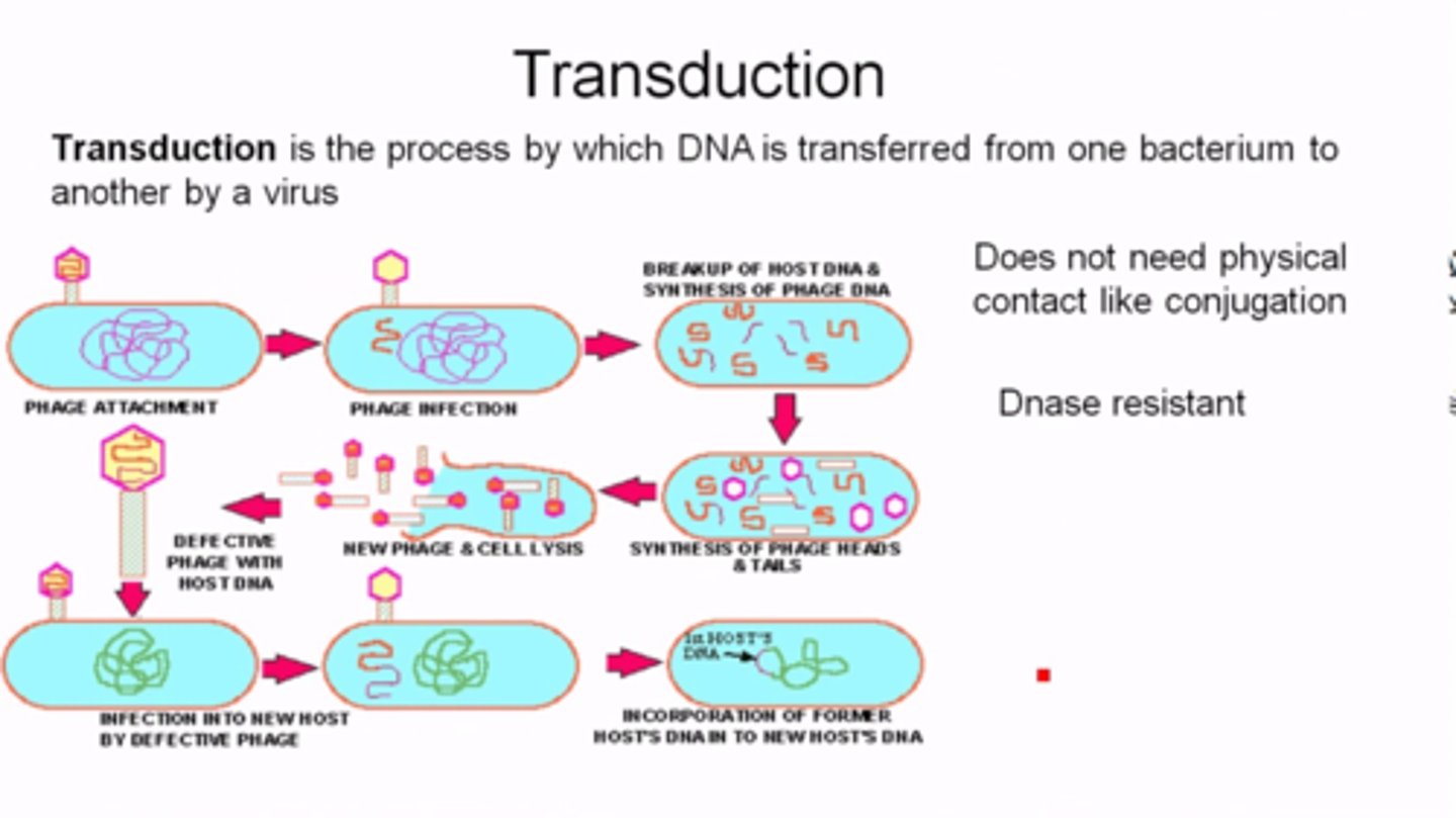 <p>When proviruses leave the host cell's genome, they may drag some of the host's genetic material with it which can then be transduced when the provirus infects a new bacterium.</p>