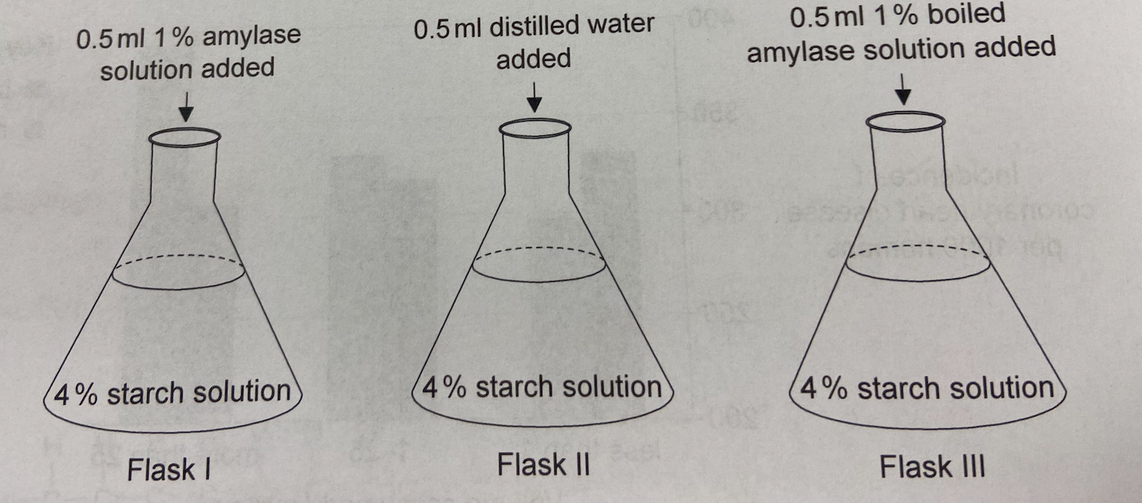 <p>Three flasks were prepared for an analsysi of the activity of amylase. At time zero, each of the substances indicated in the diagram was added.</p><p>Which flasks could provide support for the hypothesis that heat denatures enzymes?</p>