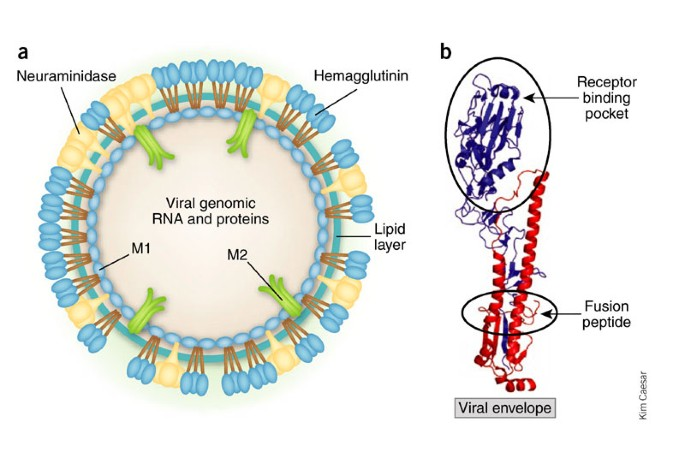 <p><strong>Structure</strong>: Hemagglutinin (HA) is a trimeric protein with a globular head domain for receptor binding and a stem domain for membrane fusion.</p>