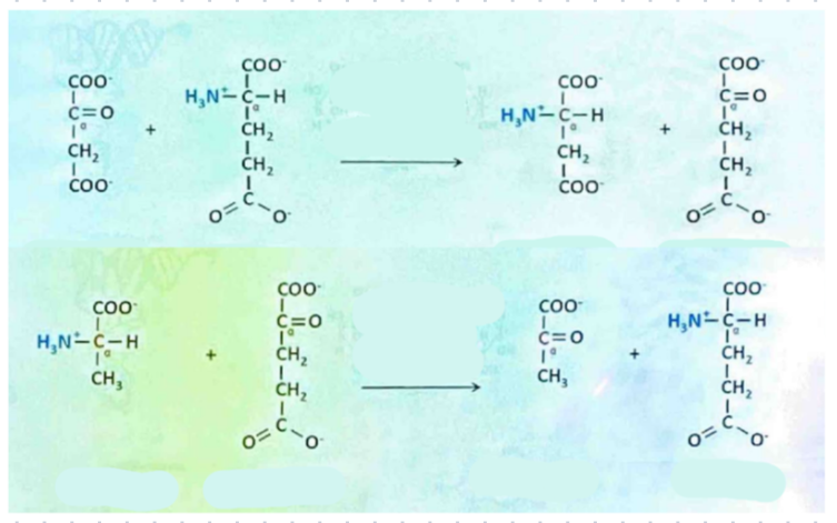 <p>reakcje katalizowane są przez:</p>