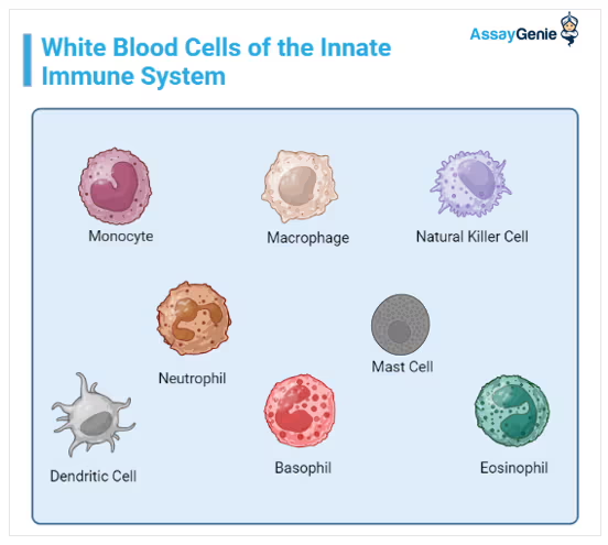 <p>help with <strong>immune response</strong> to<strong> protect the organ + tissue</strong></p><p></p>