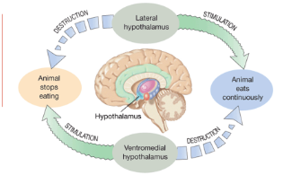 <ul><li><p>Lateral Hypothalamus: Key role in initiating eating</p></li><li><p>Ventromedial Hypothalamus: Let us know when to stop eating</p></li></ul><p></p>