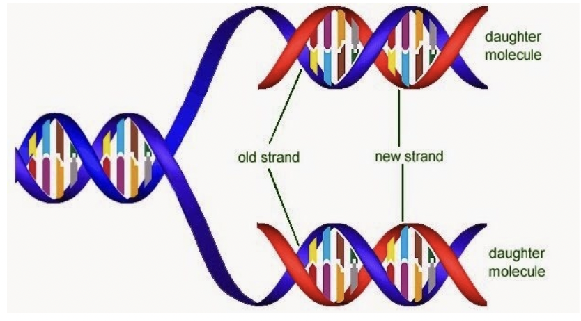 <p><span style="background-color: transparent; font-family: "Proxima Nova", sans-serif;"><span>Each double helix consists of a parent/template strand and a new DNA strand</span></span></p>