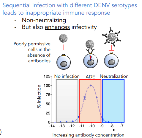 * Most infections asymptomatic
* Sequential infection leads to inappropriate immune response
* Antibody-dependent enhancement

\
Dengue Fever (primary; DENV2)

* Fever, headache, retro-orbital pain, myalgia/arthralgias, fatigue, nausea, cutaneous rash, thrombocytopenia, leukopenia

DHF/DSS Severe Disease (secondary; DENV4)

* Plasma leakage → shock, fluid accumulation in lungs, severe bleeding, organ failure