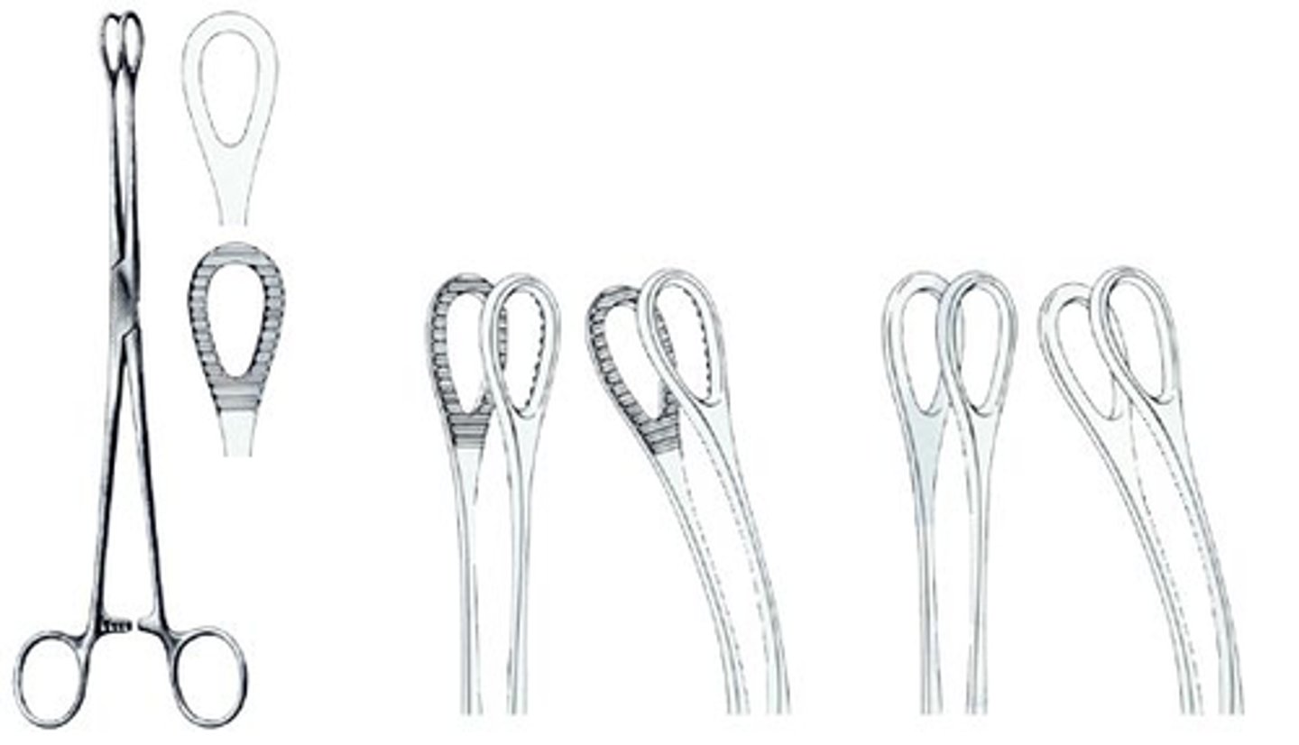 <p>Used to hold gauze squares, Dabbed to absorb excess fluids/blood from surgical site, May be used to hold a swab to clean or prep the skin, Rare, but can be used to retract soft tissues or organs, Ratcheted locking, Serrated 'jaws'</p>