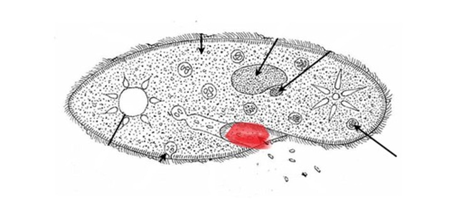 <p>in paramecium, rapid movement of cilia creates water currents outside the cell that force fluids and food particles into this, which appears as a fold on one long side of the cell</p>