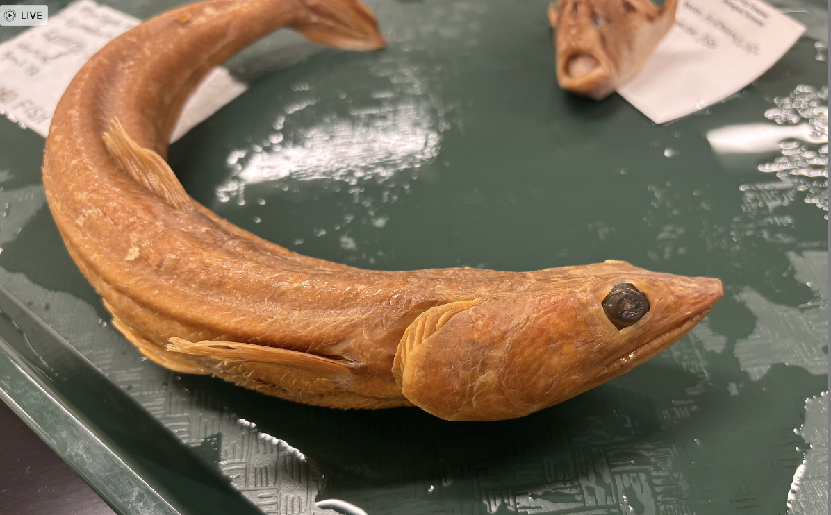 <p>California Lizardfish <strong>Family</strong></p>