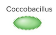 <p>coccobacilli</p>
