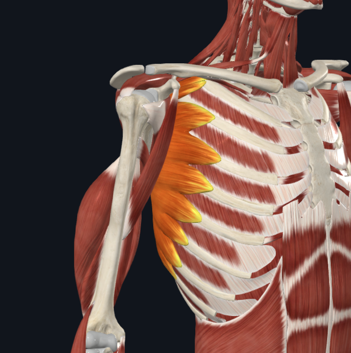 <p><strong>Nombre alterno: </strong>Serrato anterior o Gran Dentado (Serratus magnus)</p><p><strong><mark data-color="yellow" style="background-color: yellow; color: inherit">Origen: </mark></strong><mark data-color="yellow" style="background-color: yellow; color: inherit">Borde espinal de la escápula</mark></p><p><strong><mark data-color="blue" style="background-color: blue; color: inherit">Inserción: </mark></strong><mark data-color="blue" style="background-color: blue; color: inherit">Costillas 1-10</mark></p><p><strong><mark data-color="red" style="background-color: red; color: inherit">Acción: </mark></strong></p><p><mark data-color="red" style="background-color: red; color: inherit">Punto fijo escápula: Mueve 10 costillas en respiración profunda </mark></p><p><mark data-color="red" style="background-color: red; color: inherit">Punto fijo costillas: Desplaza omóplato hacia afuera y adelante</mark></p><p><strong><mark data-color="purple" style="background-color: purple; color: inherit">Inervación: </mark></strong><mark data-color="purple" style="background-color: purple; color: inherit">Nervio de Charles Bell (Plexo braquial)</mark><strong><br><mark data-color="green" style="background-color: green; color: inherit">Relaciones: </mark></strong><mark data-color="green" style="background-color: green; color: inherit">X</mark></p><p><strong>Notas:</strong></p><p>Verdadero respiración</p><p>Gran poligástrico de 10 vientres</p>