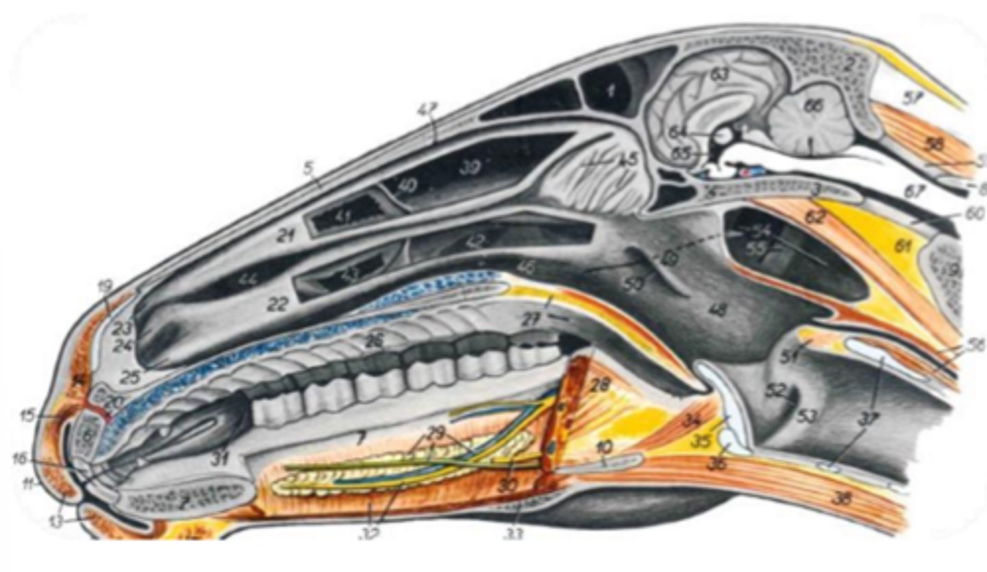 <p>Species differences:</p><p>- long, narrow pharynx</p><p>- longer soft palate that lies beneath the epiglottic cartilage (preventing oral breathing)</p><p>- modified auditory tubes connected to the nasopharynx called the guttural pouch</p>