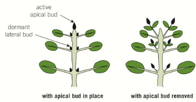 <ul><li><p>High concentrations of auxins <strong>stimulate</strong> the growth of <strong>apical shoots </strong>and <strong>inhibit </strong>the growth of <strong>lateral shoots</strong>, resulting in<strong> apical dominance</strong></p></li><li><p>This <strong>prioritises upward growth </strong>of the shoot to reach more light for <strong>photosynthesis</strong></p></li><li><p>Further down the stem, the auxin concentrations are lower, meaning lateral growth is less inhibited (results in the conical shape of conifer trees)</p></li><li><p>If the apical shoot tip is cut off, preventing the production of auxins, the lateral shoots grow faster, and if auxins are artificially applied their growth is suppressed again</p></li></ul><p></p>