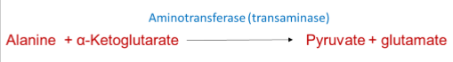 <p>Converts alanine to pyruvate </p>
