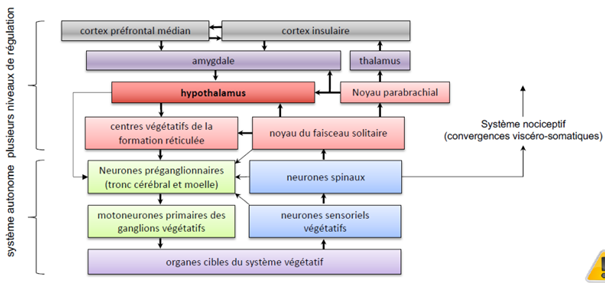 -premièrement, seule une petite fraction des infos sensorielles végétatives atteint le cortex : très peu atteignent la conscience
-deuxièmement, on a une certaine autonomie du système nerveux végétatif : les centres végétatifs de la formation réticulée sont isolés de l'hypothalamus et sont capables d'assurer l'homéostasie de façon autonome
-troisièmement on a une abondance des interconnexions entre les différentes structures centrales du système végétatif : il n'y a pas de distinction nette entre contingent afférent et efférent (réseau végétatif central)
-quatrièmement, l'hypothalamus est la structure principale d'intégration des infos sensorielles végétatives et des infos contextuelles en provenance des centres supérieurs
