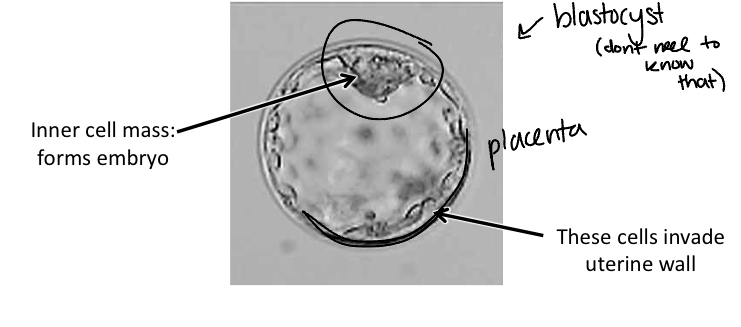 <p>morula fills with fluid which allows it to embed it the uterus and grow</p><ul><li><p>still not adding any matter to it, dividing smaller into itself</p></li></ul>