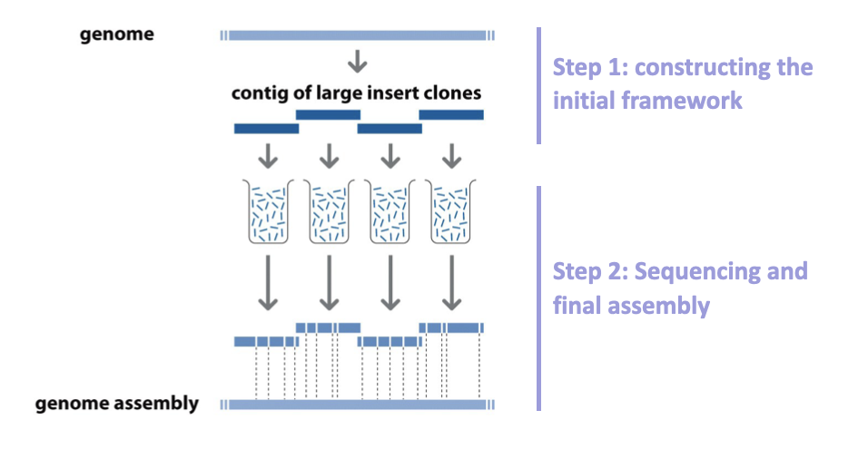 <ul><li><p class="Paragraph SCXO63066126 BCX4" style="text-align: left;"><span style="background-color: inherit; line-height: 19.55px; color: windowtext;"><span>Fragment a chromosome</span></span><span style="line-height: 19.55px; color: windowtext;"><span>&nbsp;</span></span></p></li><li><p class="Paragraph SCXO63066126 BCX4" style="text-align: left;"><span style="background-color: inherit; line-height: 19.55px; color: windowtext;"><span>Order them</span></span><span style="line-height: 19.55px; color: windowtext;"><span>&nbsp;</span></span></p></li><li><p class="Paragraph SCXO63066126 BCX4" style="text-align: left;"><span style="background-color: inherit; line-height: 19.55px; color: windowtext;"><span>Fragment those fragments</span></span><span style="line-height: 19.55px; color: windowtext;"><span>&nbsp;</span></span></p></li><li><p class="Paragraph SCXO63066126 BCX4" style="text-align: left;"><span style="background-color: inherit; line-height: 19.55px; color: windowtext;"><span>Sequence</span></span><span style="line-height: 19.55px; color: windowtext;"><span>&nbsp;</span></span></p></li><li><p class="Paragraph SCXO63066126 BCX4" style="text-align: left;"><span style="background-color: inherit; line-height: 19.55px; color: windowtext;"><span>Reorder fragments</span></span><span style="line-height: 19.55px; color: windowtext;"><span>&nbsp;</span></span></p></li></ul><p class="Paragraph SCXO63066126 BCX4" style="text-align: left;"></p><p class="Paragraph SCXO63066126 BCX4" style="text-align: left;">problem = fragmentation happens randomly</p><p></p>