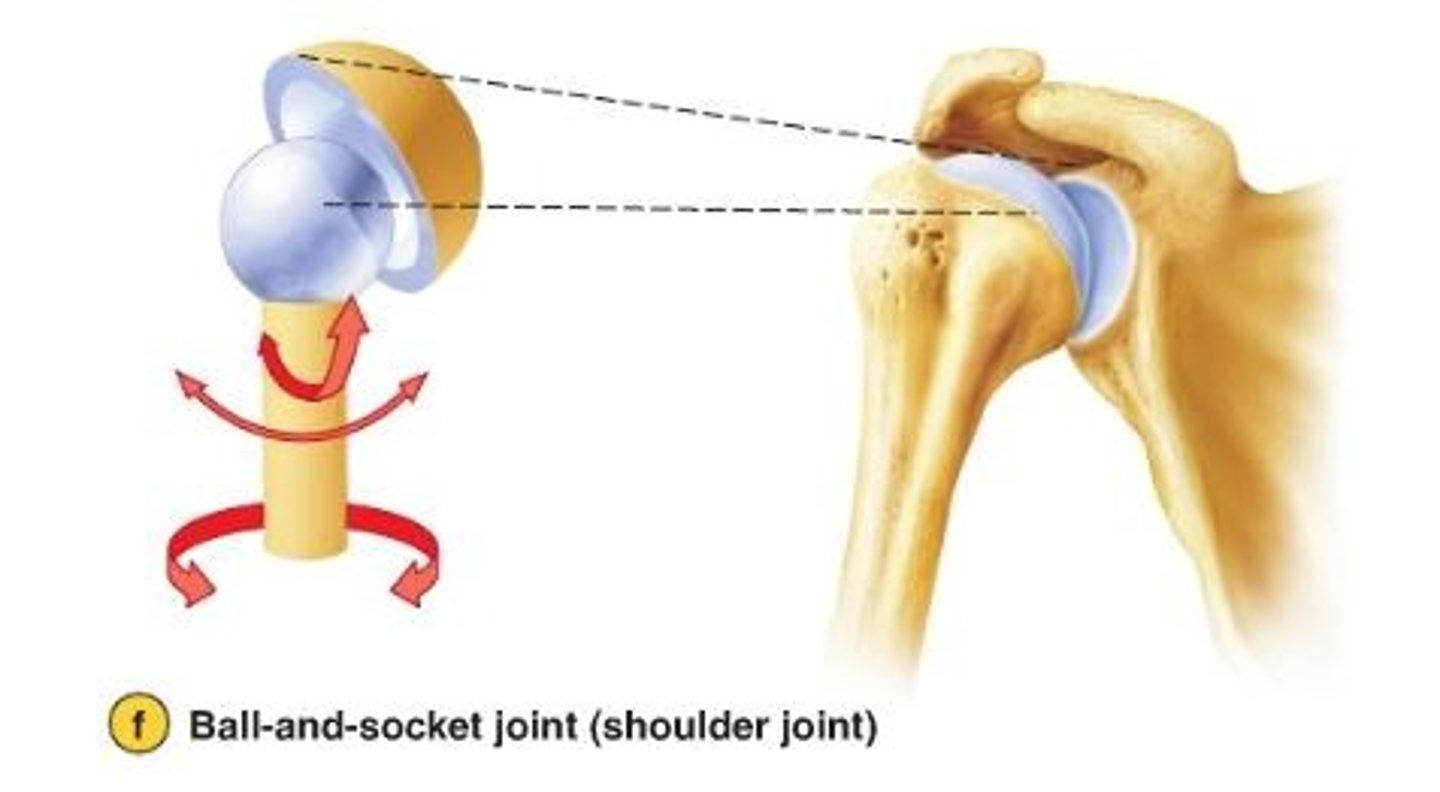 <p>allow movement around multiple axes</p><p>-permits extension, flexion, abduction, adduction, circumduction, and rotation</p><p>ex: hip joint</p>