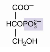 <p>2-phosphoglycerate</p>