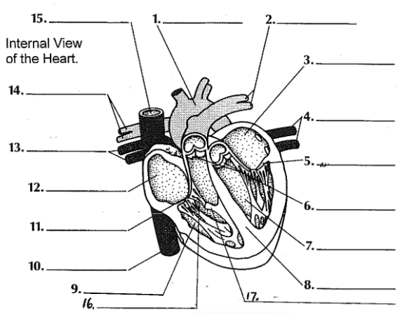 <ol><li><p>Aorta</p></li><li><p>Left pulmonary artery</p></li><li><p>Left atrium</p></li><li><p>Left pulmonary veins</p></li><li><p>Mitral Valve (Left atrium) </p></li><li><p>a) Aortic valve </p><p>b) Pulmonary/semilunar valve </p></li><li><p>Left ventricle </p></li><li><p>Interventricular septum </p></li><li><p>Right Ventricle </p></li><li><p>Interior Vena cava</p></li><li><p>Tricuspid Valve </p></li><li><p>Right Atrium </p></li><li><p>Right pulmonary veins </p></li><li><p>Right pulmonary artery </p></li><li><p>Superior Vena Cava </p></li><li><p>Chordae Tendinae </p></li><li><p>Papillary Muscles </p></li></ol><p></p>