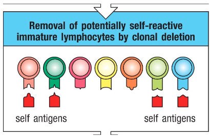 <p>• Rearrangement and editing of the genomic DNA of antigen receptors are random, and sometimes, TCRs and BCRs can be specific to self-antigens </p><p>• During development, if a lymphocyte reacts to a self-antigen à it is eliminated</p>
