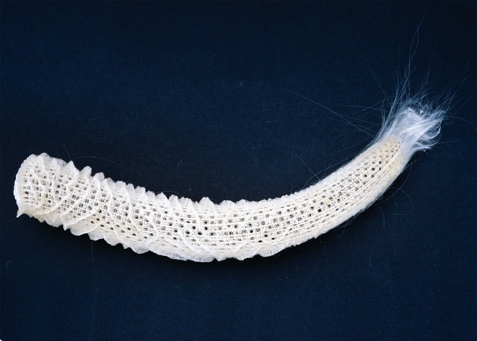 <p>Identify the class of this animal</p>