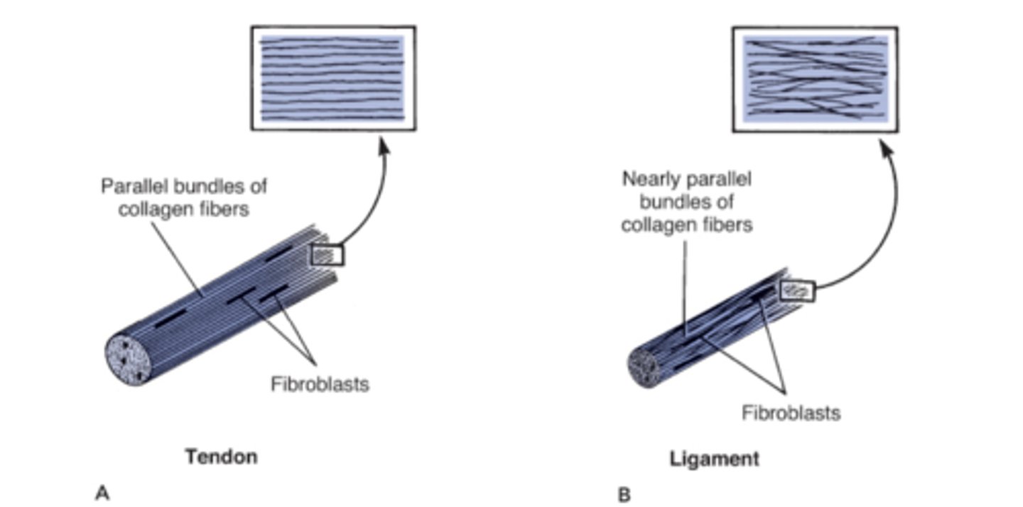 <p>Tendons have parallel bundles of collagen fibers while ligaments have nearly parallel bundles of collagen fibers</p>