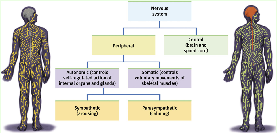 <p>Central Nervous System(brain and spinal cord) and Peripheral Nervous System(sensory and motor neurons that connect CNS to rest of body)</p>