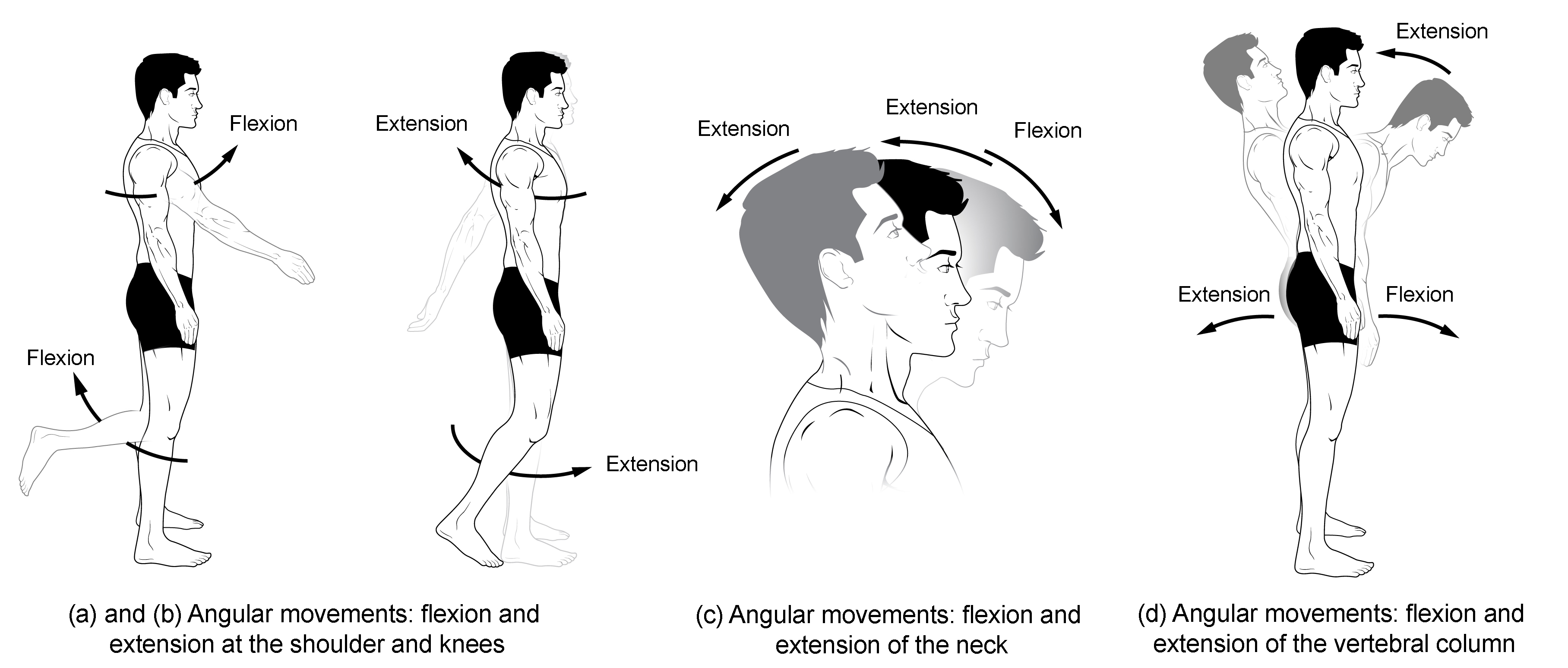 <p>lateral bending/lateral flexion</p>