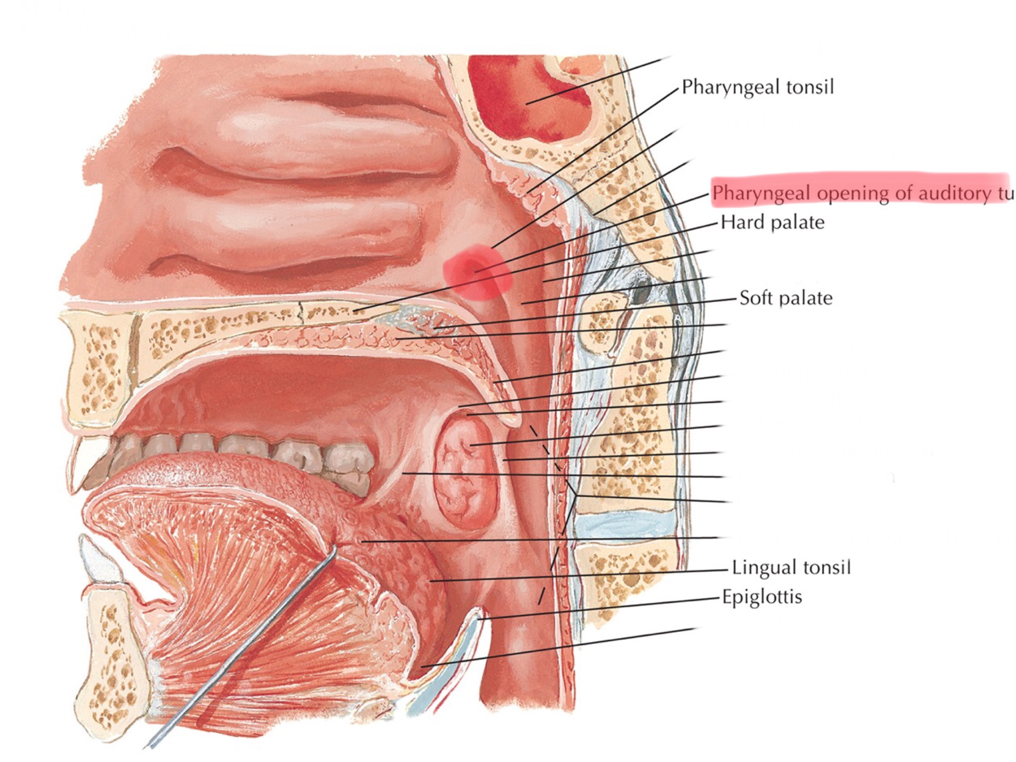 knowt flashcard image