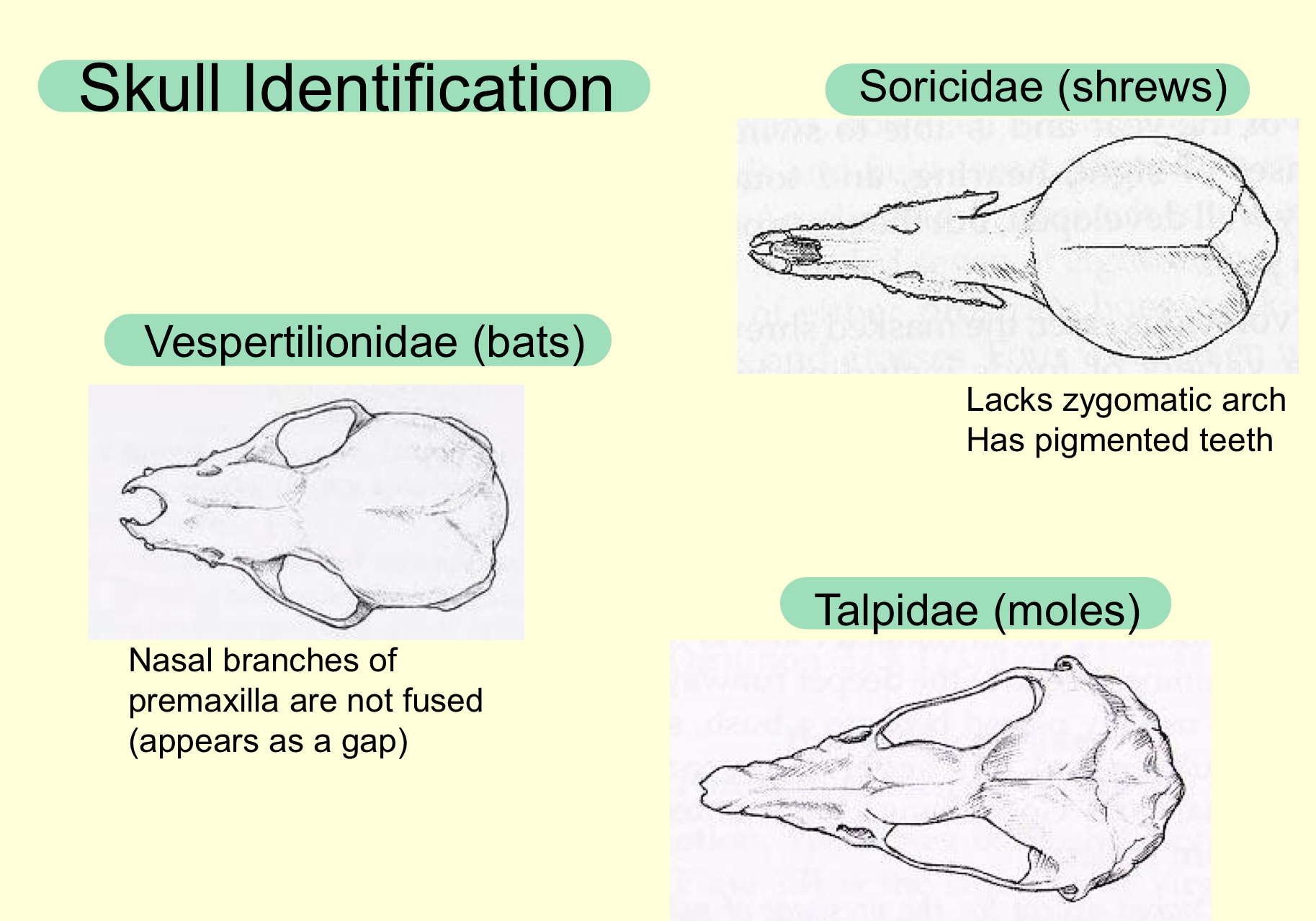 <p>Skull identification bats vs shrews vs moles</p>