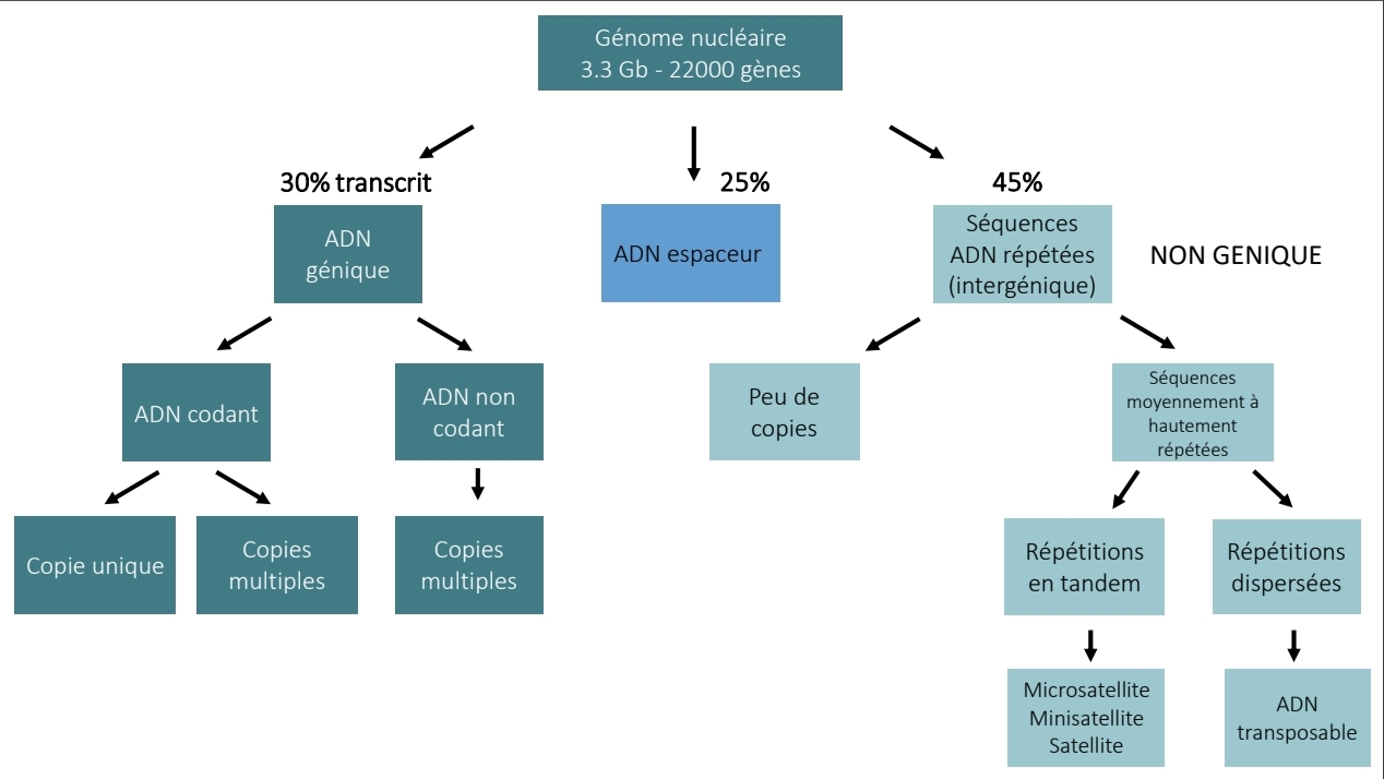 <p>Très hétérogène<br>Classes séquences ≠<br>Taille + répétition variable<br>Fonctions différentes</p>