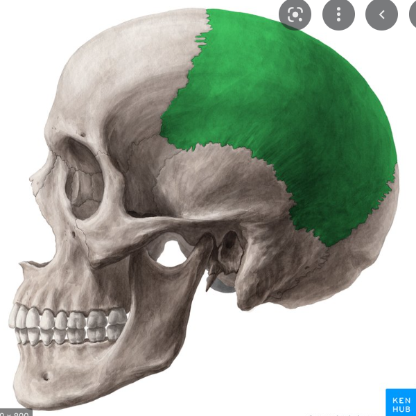 either of two skull bones between the frontal and occipital bones and forming the top and sides of the cranium
