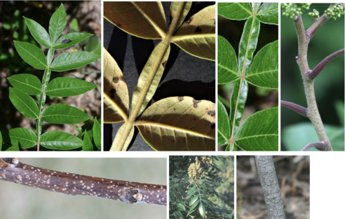 <ul><li><p><span>Family: Anacardiaceae</span></p></li><li><p><span>Winged Sumac</span></p></li></ul><p></p>