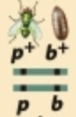 <p>One chromosome contains both wild-type alleles, one chromosome contains both mutant alleles</p>