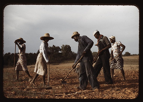 A person who works fields rented from a landowner and pays the rent and repays loans by turning over to the landowner a share of the crops.