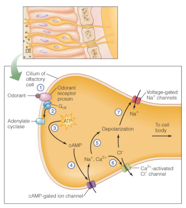G protein-coupled receptor proteins.
