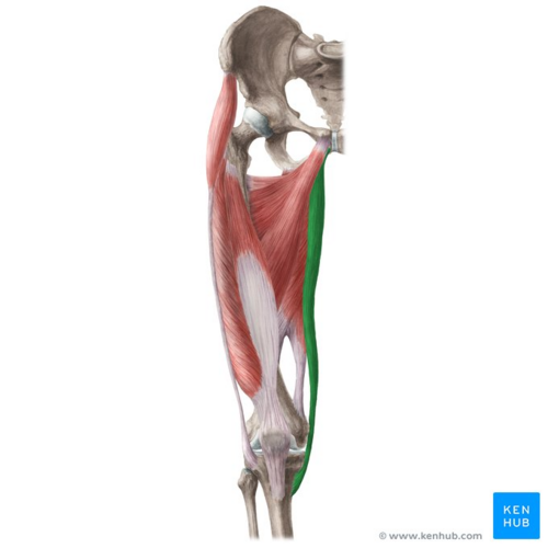 <p>Runs along the inner thigh; adducts the thigh and flexes the knee; palpate along the medial thigh.</p>