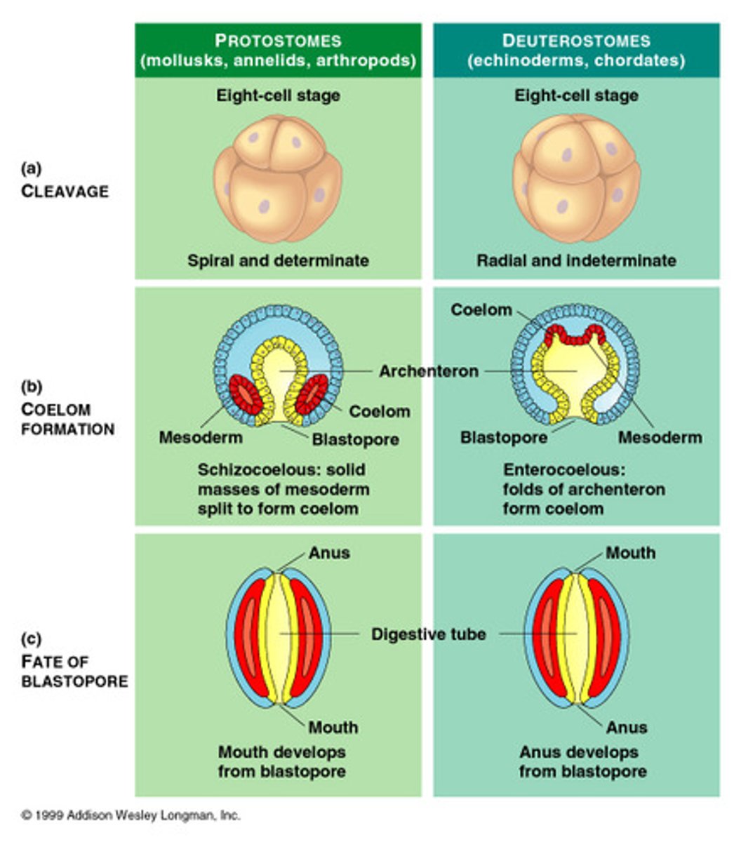 <p>-Radial, indeterminate cleavage</p><p>-Folds of the archenteron form the coelom (enterocoulous)</p><p>-Anus forms from the blastophore, mouth forms later</p>