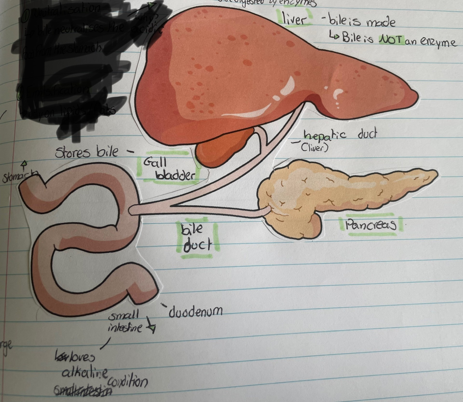 The Liver