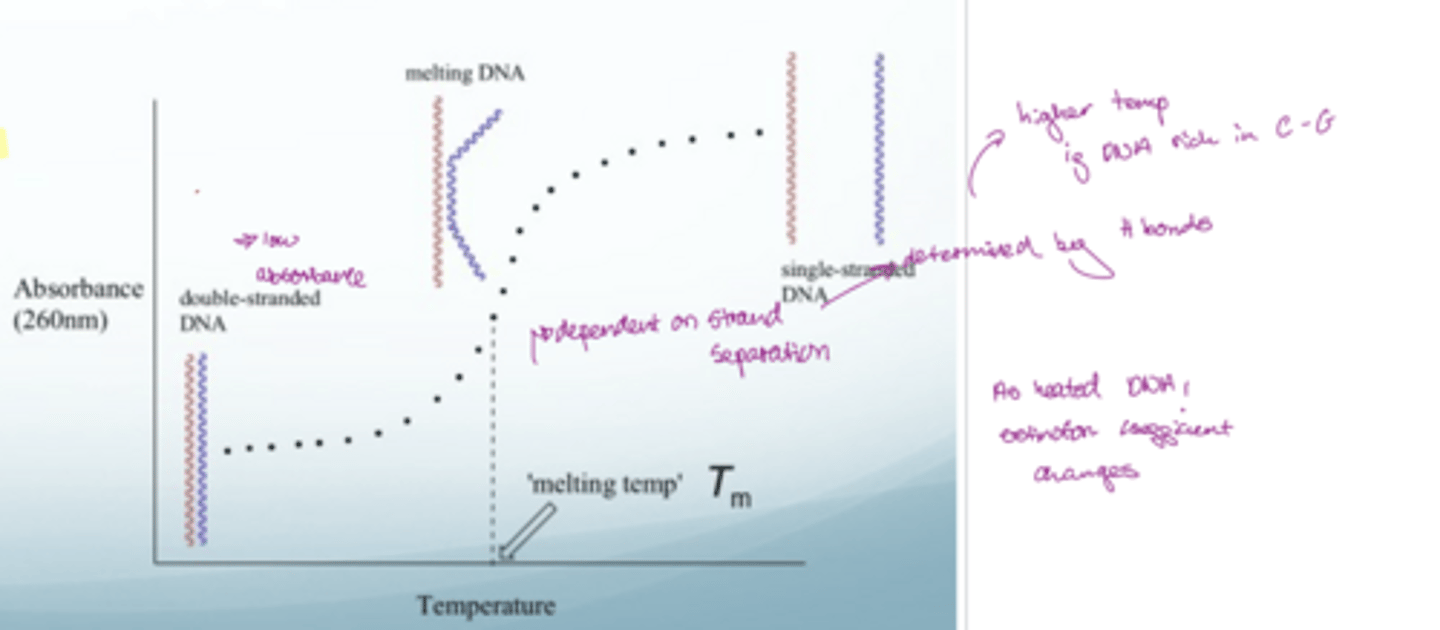 <p>UV-Vis</p><p>dsDNA has a low absorbance</p><p>ssDNA has high absorbance</p><p><span style="font-family: Arial, sans-serif;"><strong>dsDNA is</strong> <strong>hypochromic</strong> (stacked bases reduce absorption). </span></p><ul><li><p><span style="font-family: Arial, sans-serif;">On melting: hyperchromicity — A260 increases as bases unstacked. </span></p></li><li><p><span style="font-family: Arial, sans-serif;"><strong>Sigmoidal curve vs T; midpoint = Tm.</strong></span></p></li></ul><p></p>