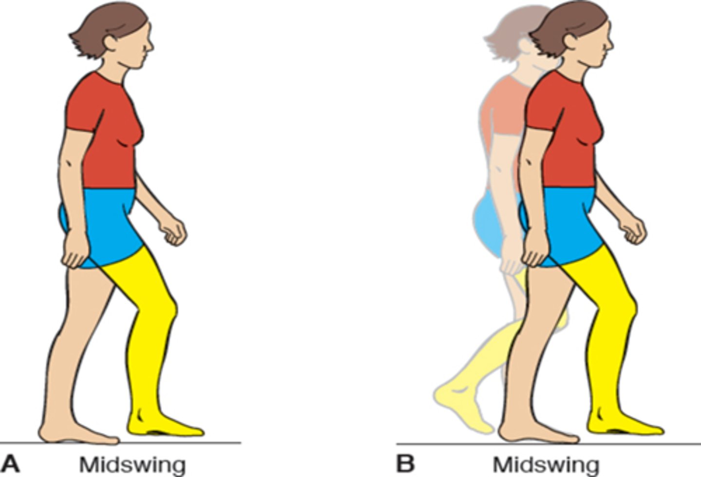 <p>75-87%</p><p>Begins when the foot is next to the opposite limb, and the knee begins to extend while the hip is flexed.</p><p>Important for clearance of the foot through swing limb advancement.</p>