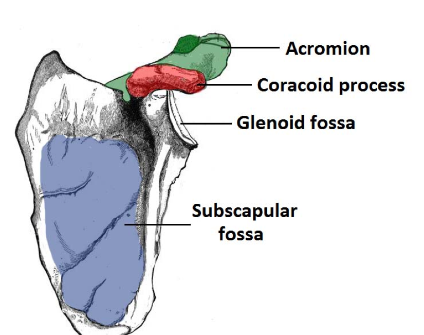 <p>Depressions - Opening and Groves </p><p>Facet, Foramen, Fossa, Fovea, Metus, Sinus, Sulcus </p>